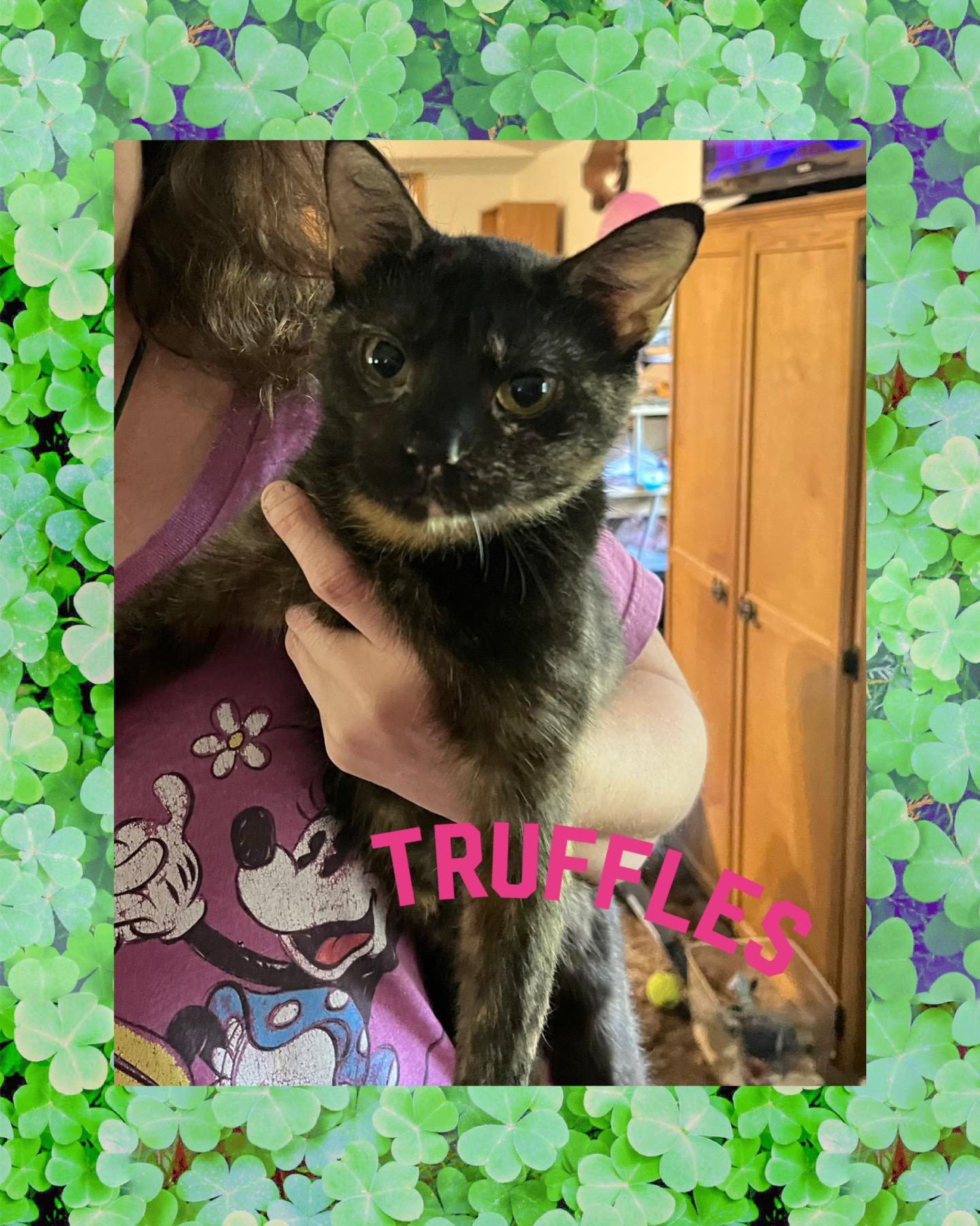 Truffles, a Adoptable Tortoiseshell in Lebanon, MO image 2/2