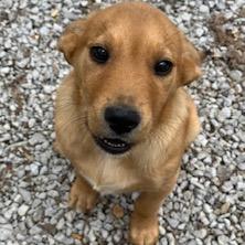 Oscar, Adoptable, Young Male Hound.