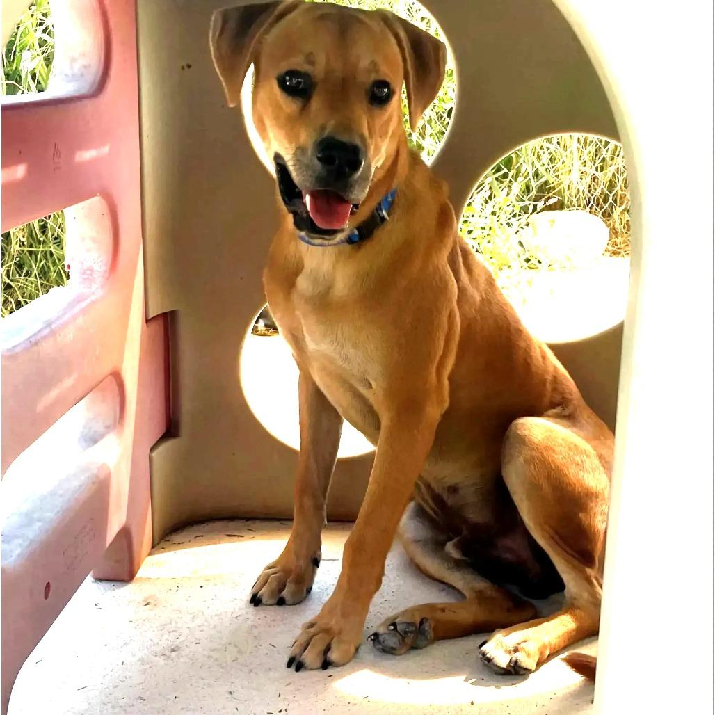 Enlarge Oscar, a Adoptable Hound in Hohenwald, TN image 2/3