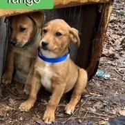 Enlarge Oscar, a Adoptable Hound in Hohenwald, TN image 3/3