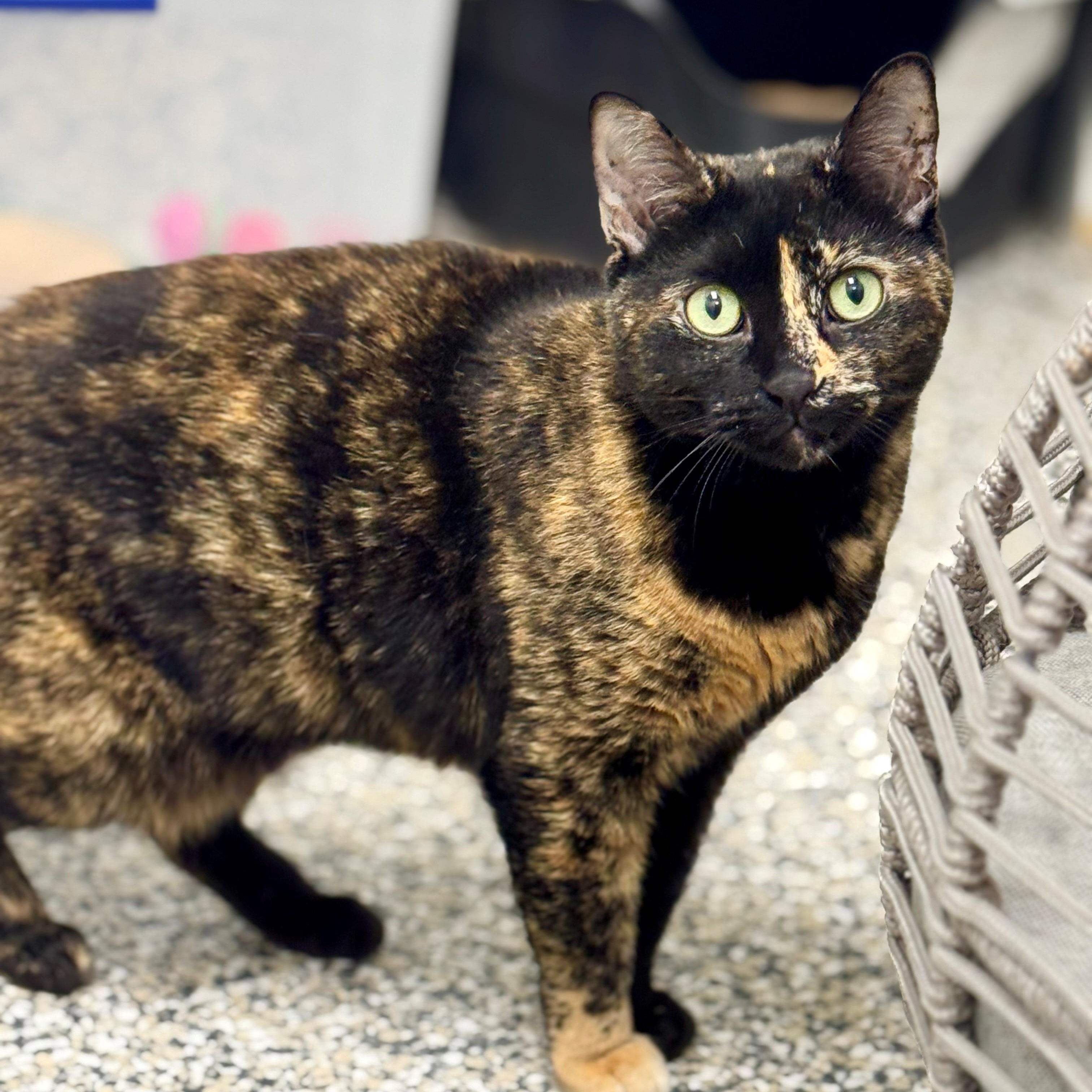 Meow Meow , ADOPTABLE, Adult Female Tortoiseshell.