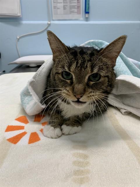 DRIP, Adoptable, Adult Male Domestic Short Hair.