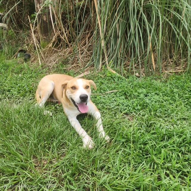 Enlarge Lark, a Adoptable mixed breed in Manhasset, NY image 5/5