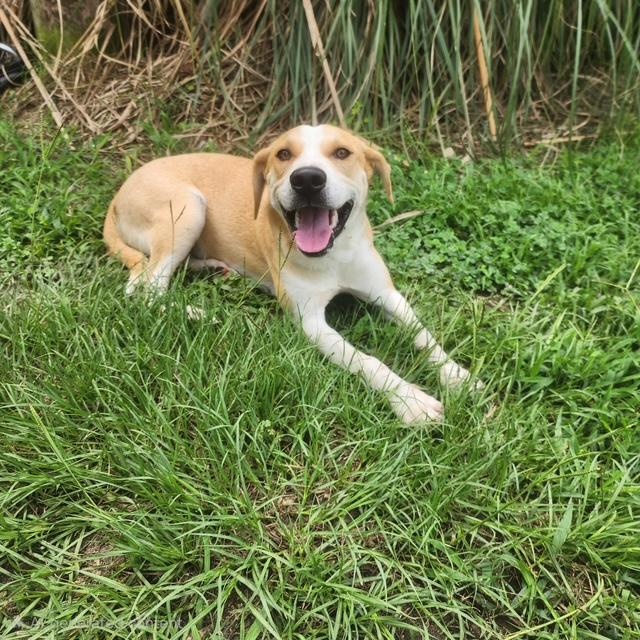 Lark, Adoptable, Young Female Labrador Retriever & Hound.
