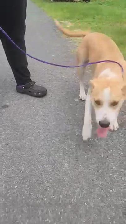 Enlarge Lark, a Adoptable mixed breed in Manhasset, NY video 3/5