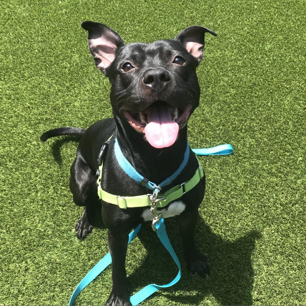 Ralph, Adoptable, Adult Male Mixed Breed.