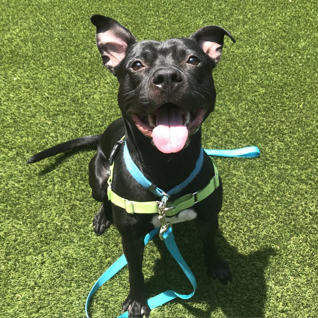 Enlarge Ralph, a Adoptable Mixed Breed in Pittsburgh, PA image 2/6
