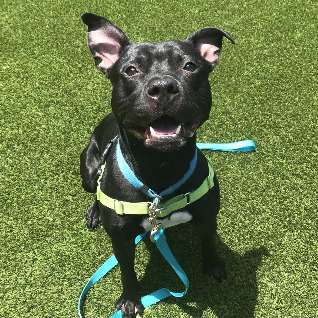 Enlarge Ralph, a Adoptable Mixed Breed in Pittsburgh, PA image 3/6