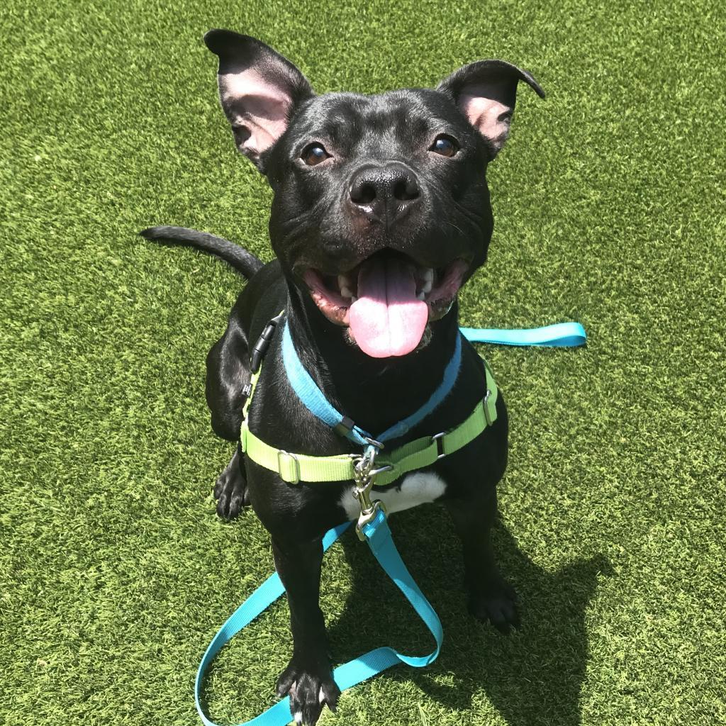 Enlarge Ralph, a Adoptable Mixed Breed in Pittsburgh, PA image 4/6