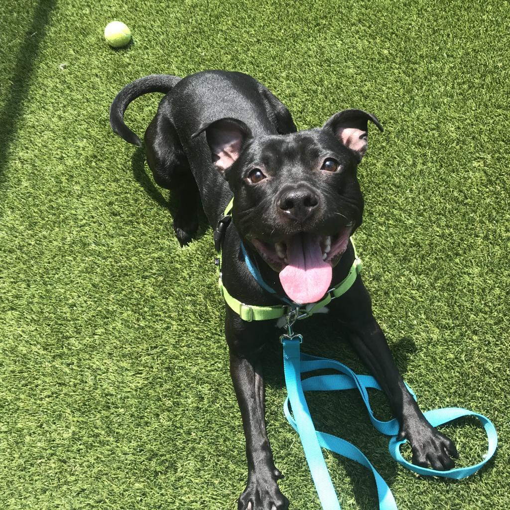 Enlarge Ralph, a Adoptable Mixed Breed in Pittsburgh, PA image 5/6