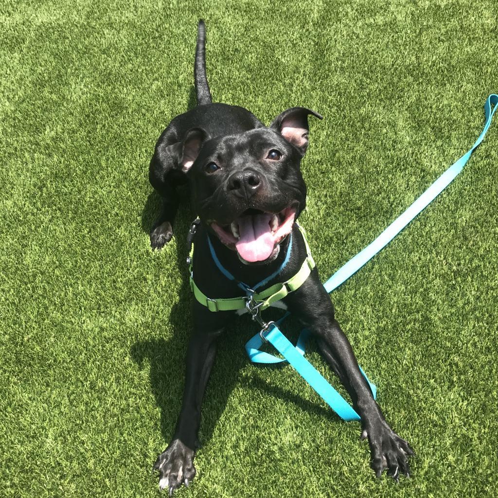 Enlarge Ralph, a Adoptable Mixed Breed in Pittsburgh, PA image 6/6