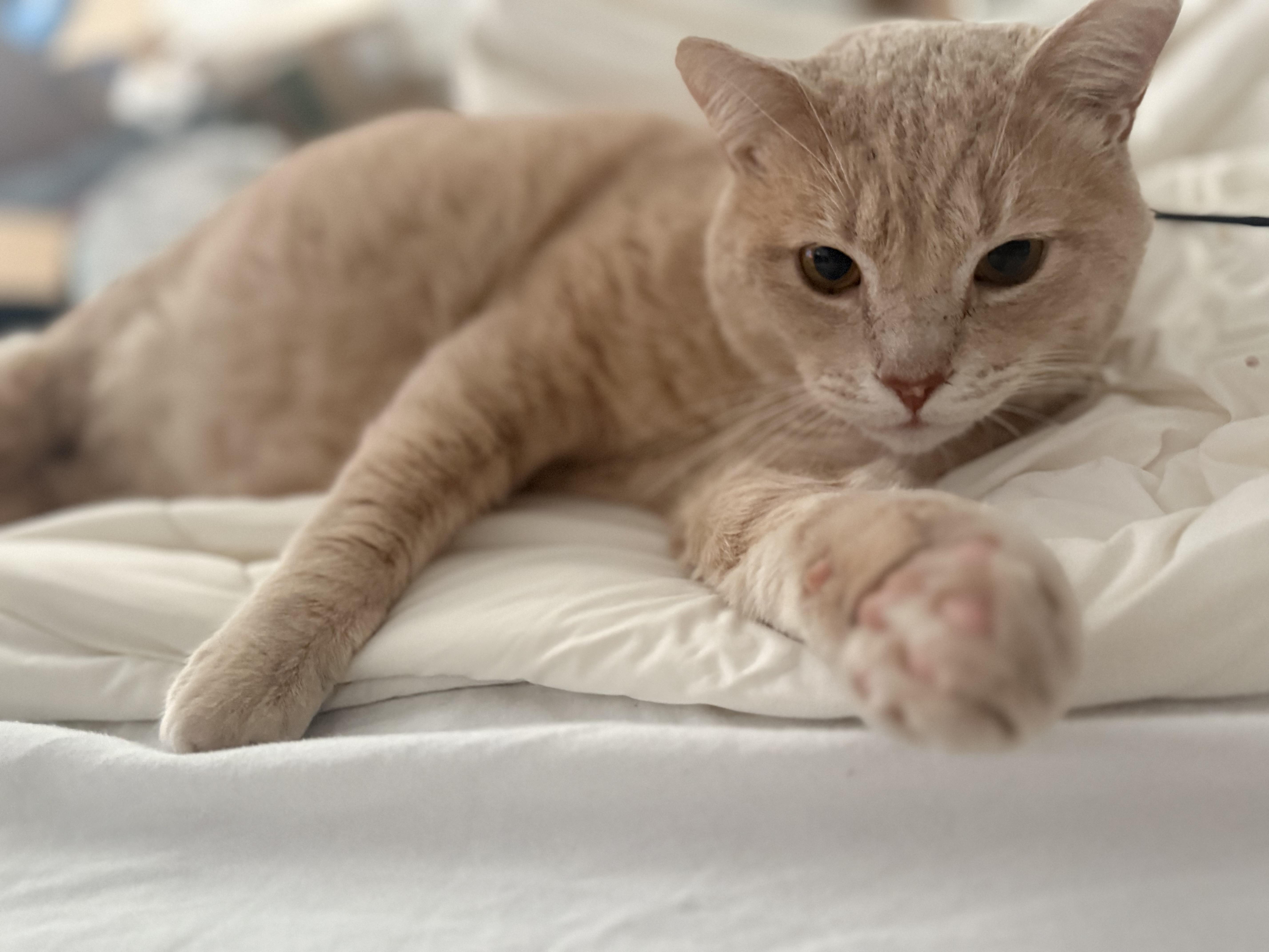 Leo, ADOPTABLE, Adult Male Domestic Short Hair.