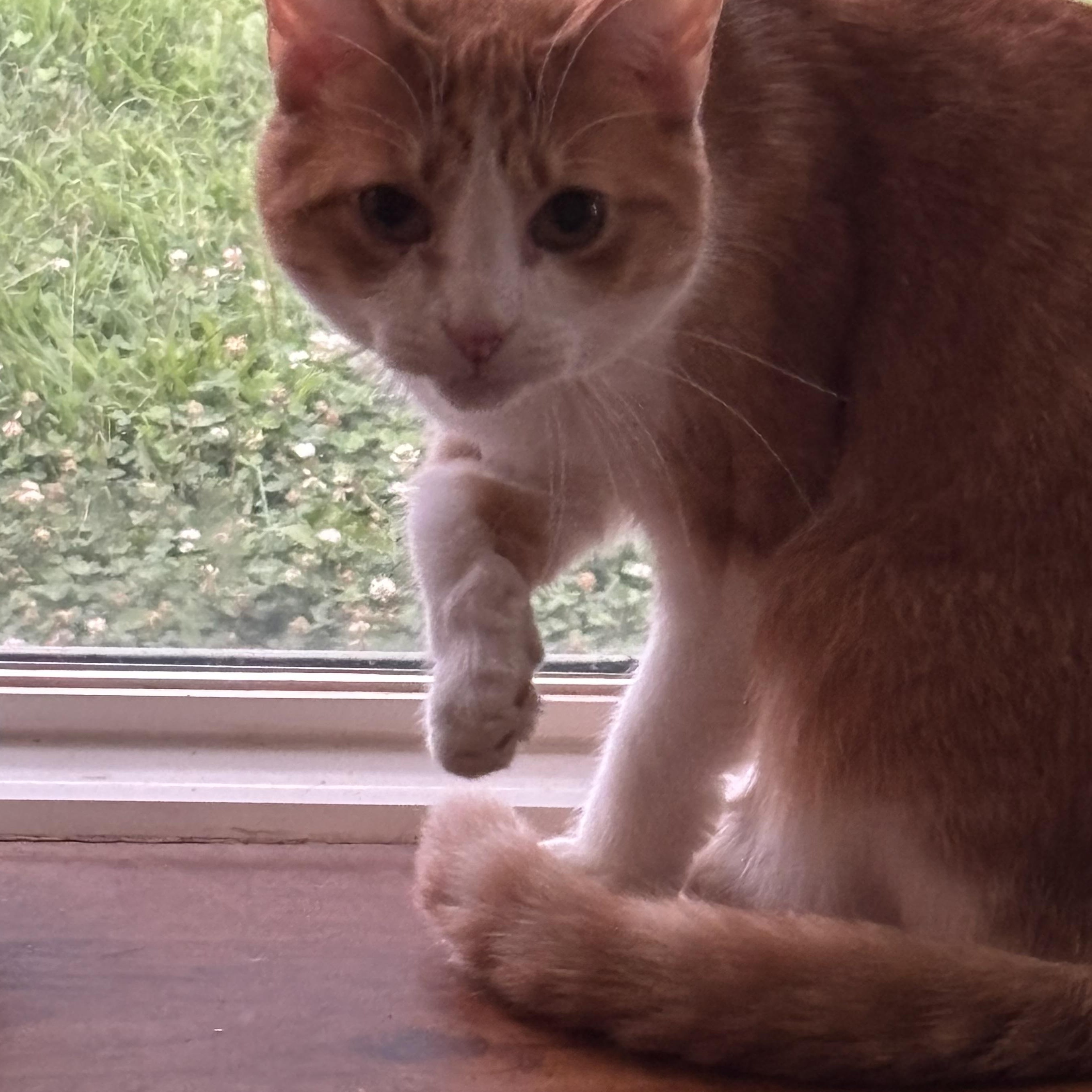 Enlarge Autumn, a Adoptable Domestic Short Hair in Kirklin, IN image 3/6