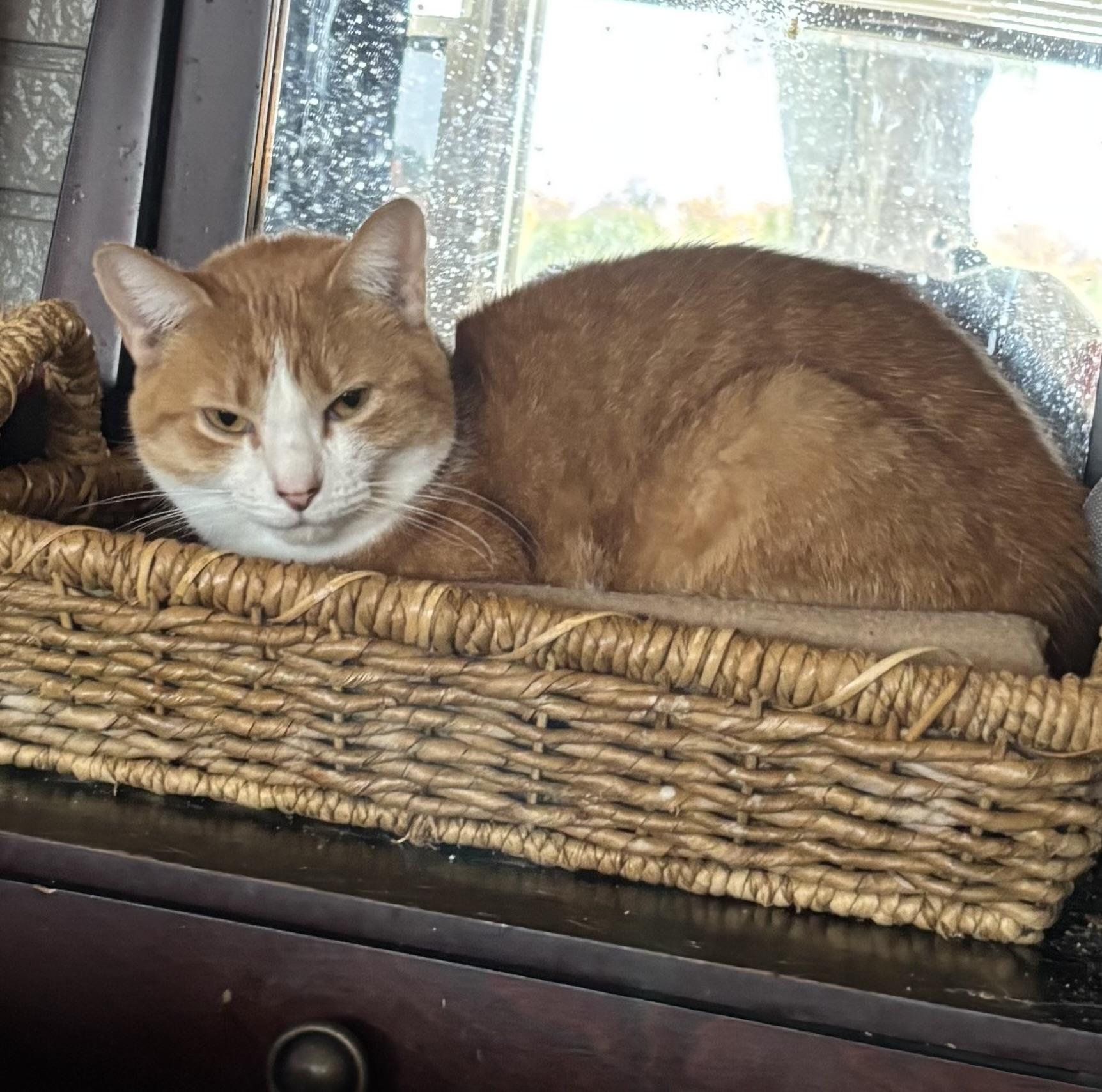 Enlarge Autumn, a Adoptable Domestic Short Hair in Kirklin, IN image 5/6