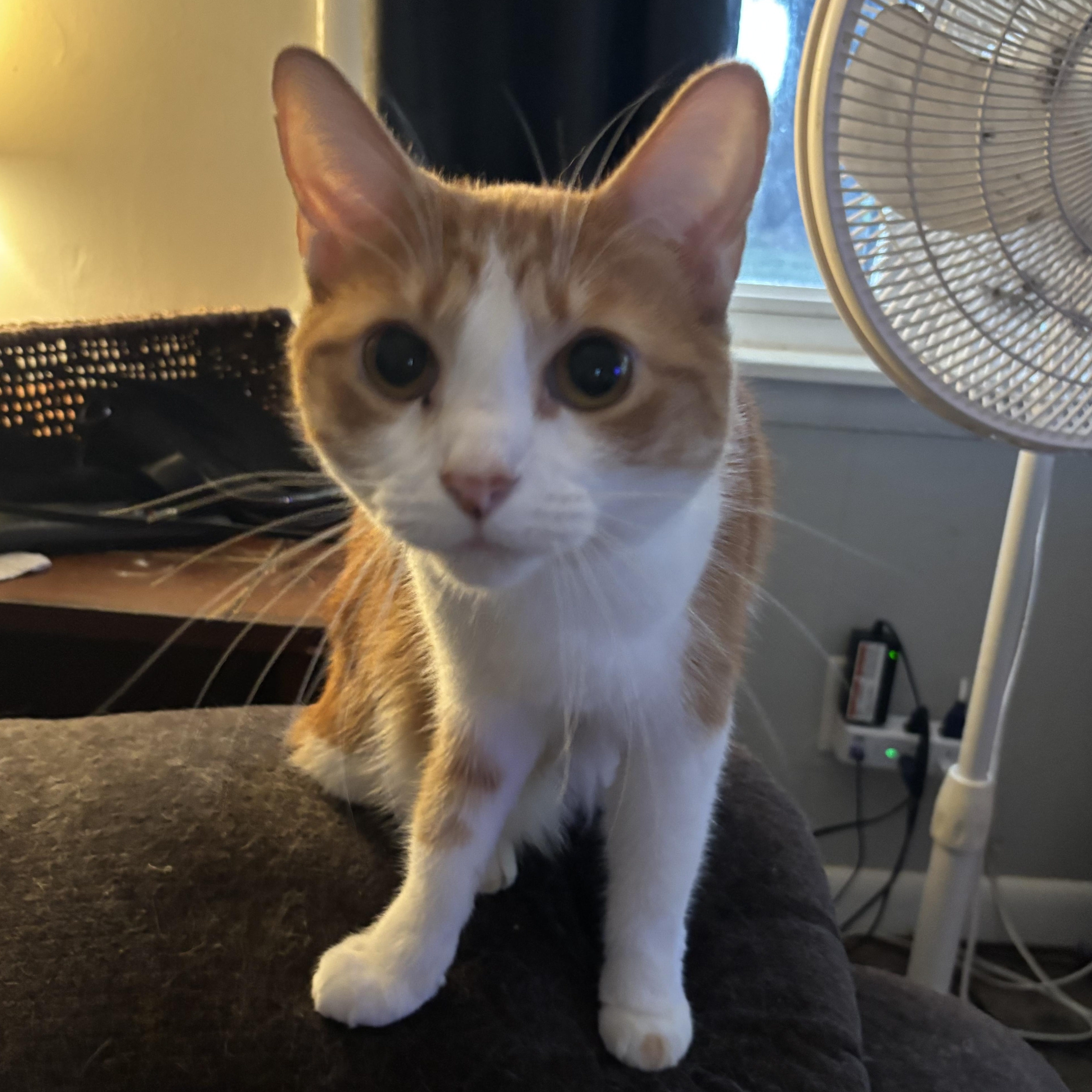 Enlarge Autumn, a Adoptable Domestic Short Hair in Kirklin, IN image 1/6