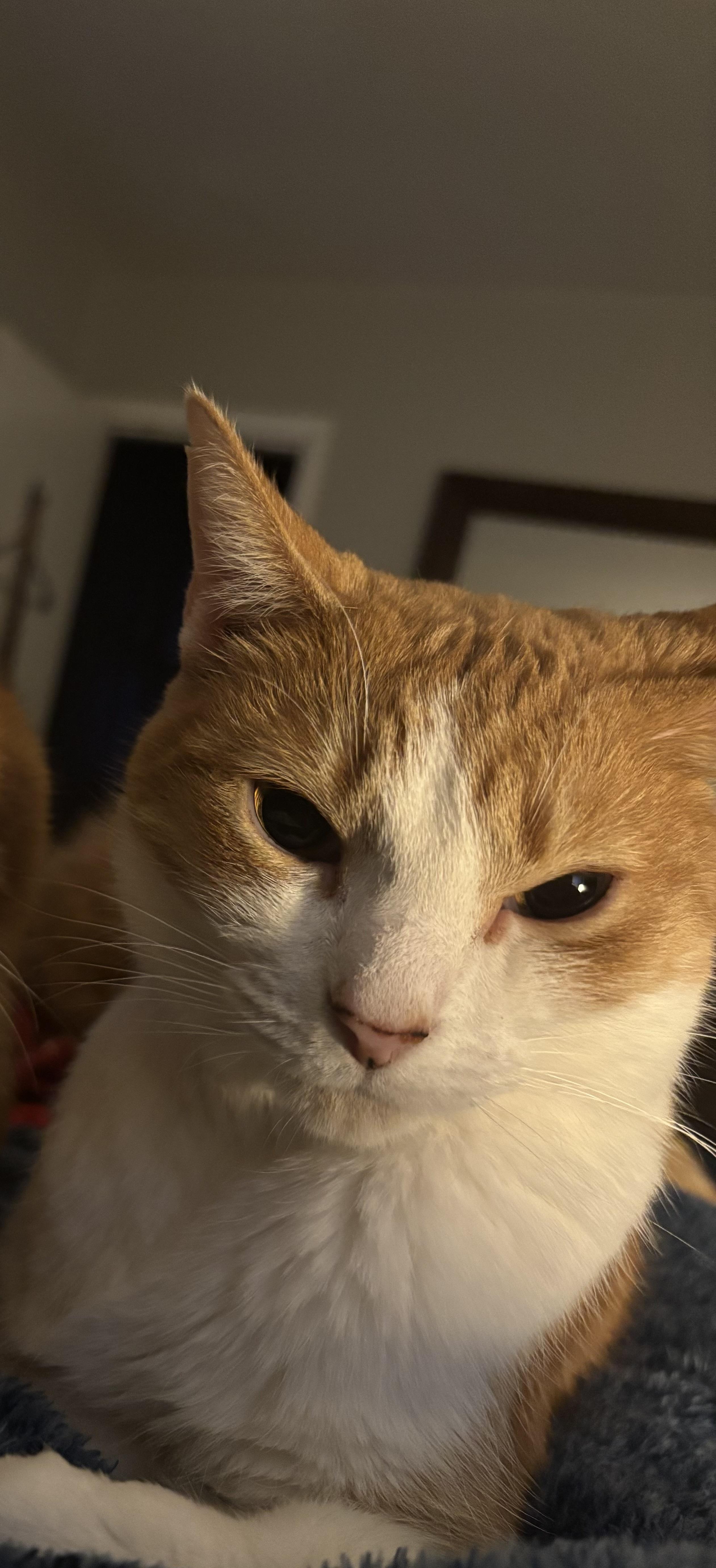 Enlarge Autumn, a Adoptable Domestic Short Hair in Kirklin, IN image 6/6