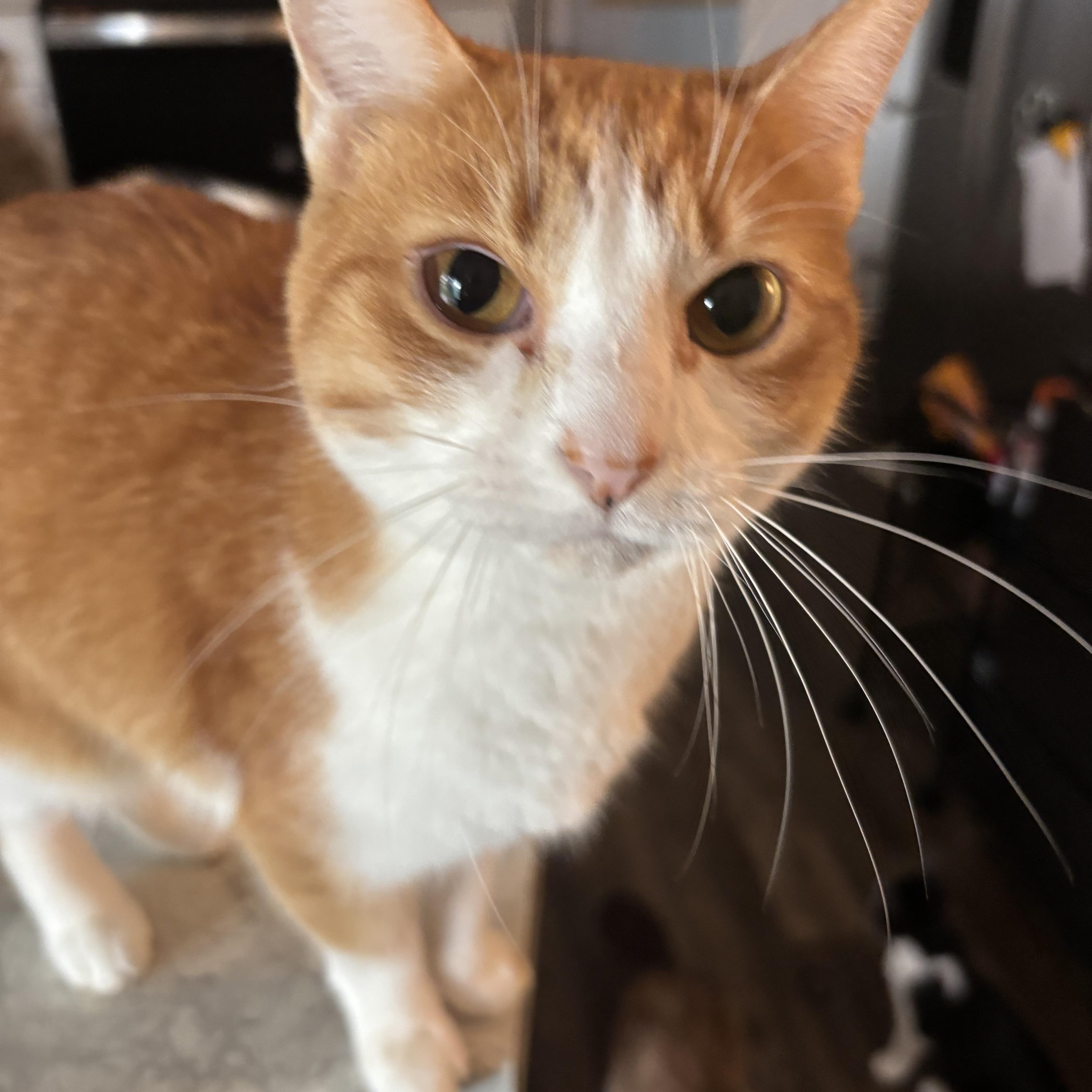 Enlarge Autumn, a Adoptable Domestic Short Hair in Kirklin, IN image 2/6