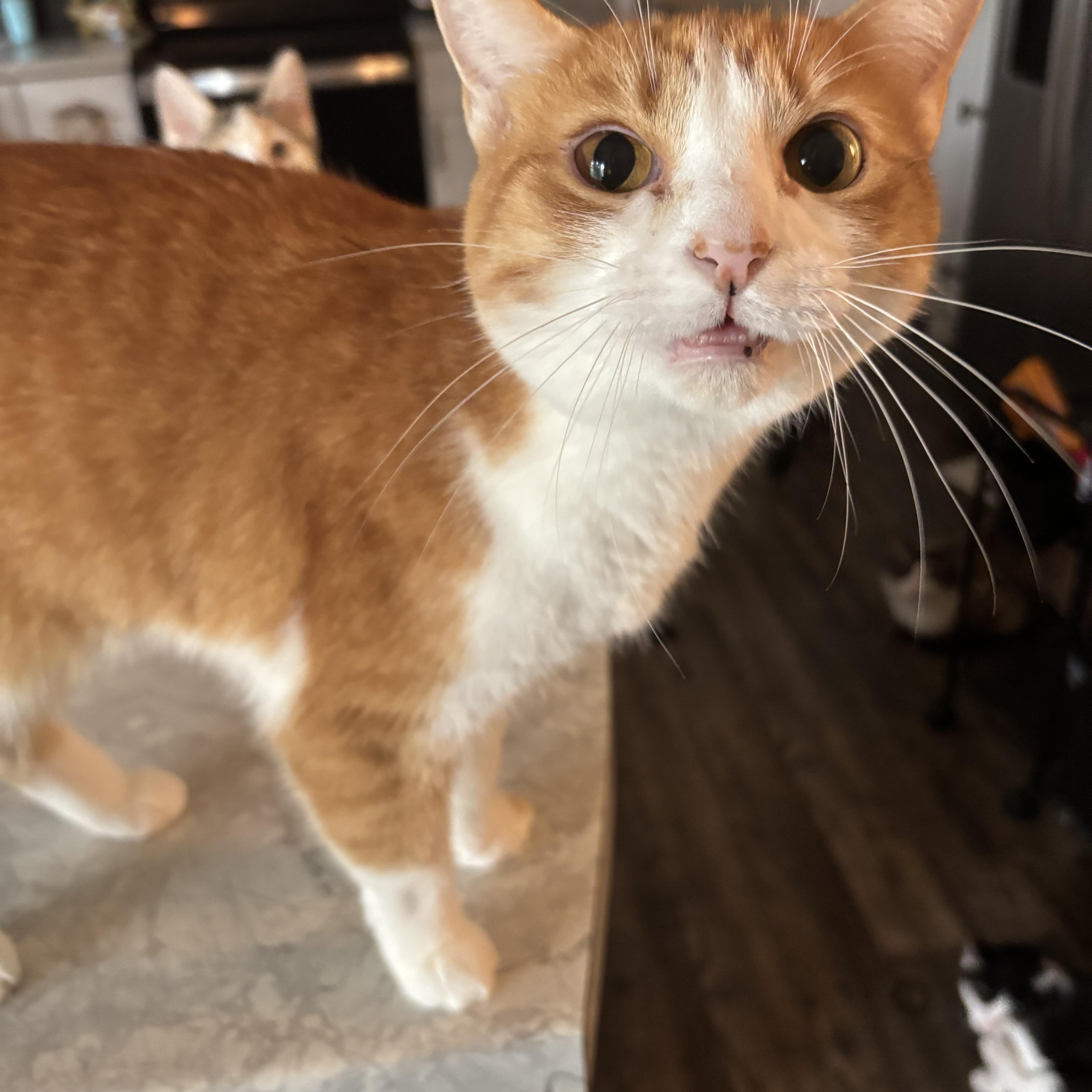 Enlarge Autumn, a Adoptable Domestic Short Hair in Kirklin, IN image 4/6