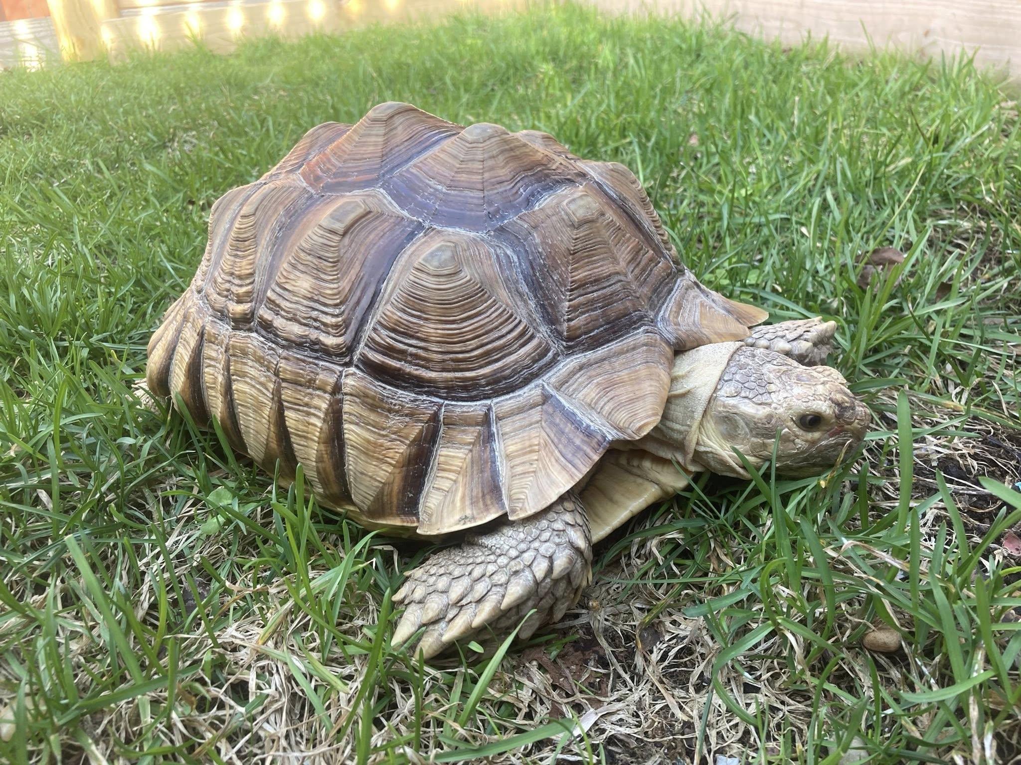 Squash, a ADOPTABLE Sulcata in Palmerton, PA image 3/3