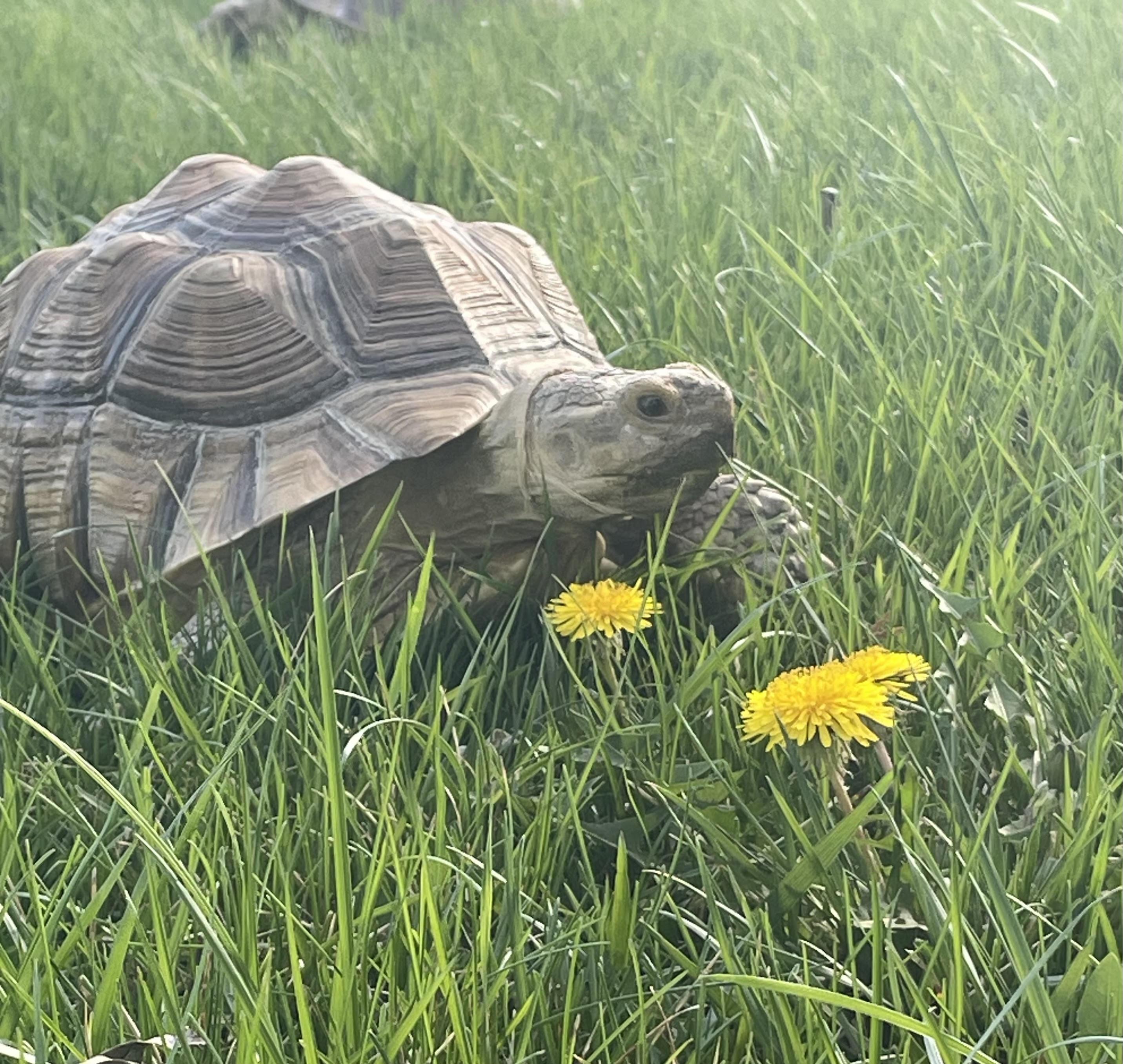 Squash, a ADOPTABLE Sulcata in Palmerton, PA image 2/3