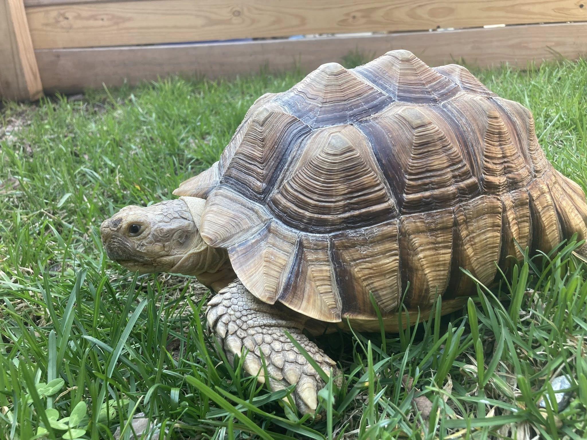 Squash, ADOPTABLE, Young Male Sulcata.