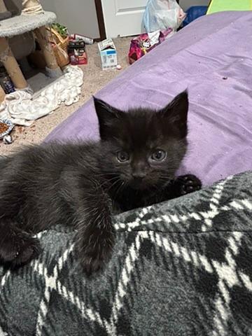 Gypsy, a Adoptable mixed breed in Grand Rapids, MN image 3/6