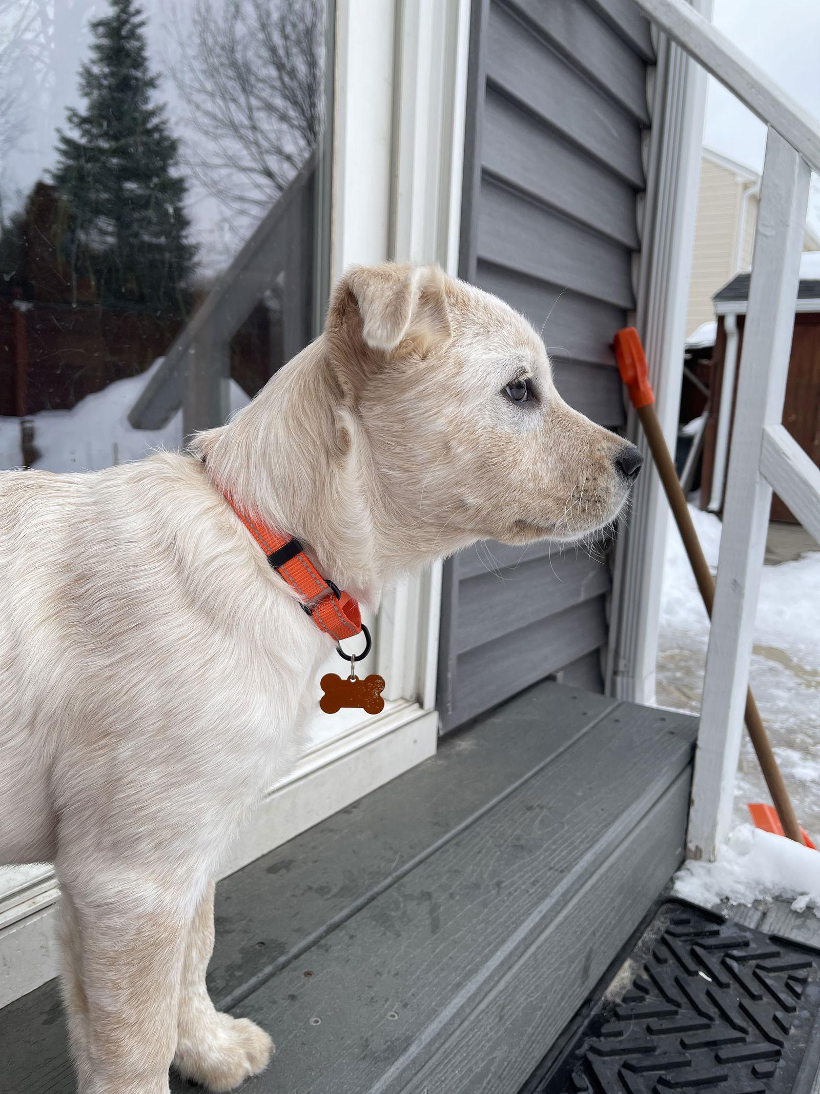 Dora, Adoptable, Young Female White German Shepherd & Australian Cattle Dog / Blue Heeler.