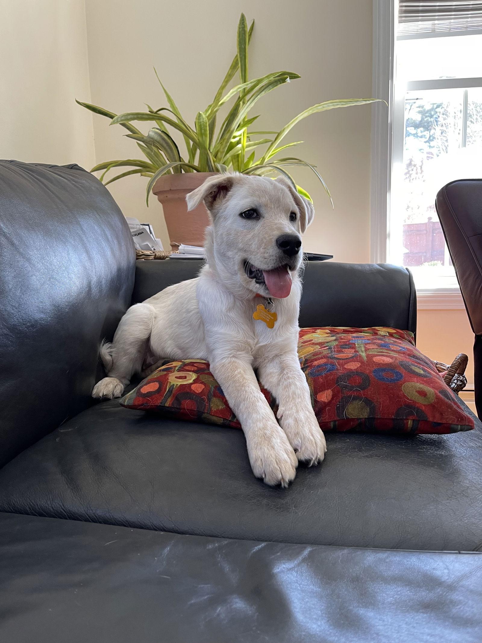 Enlarge Dora, a Adoptable mixed breed in Londonderry, NH image 2/3