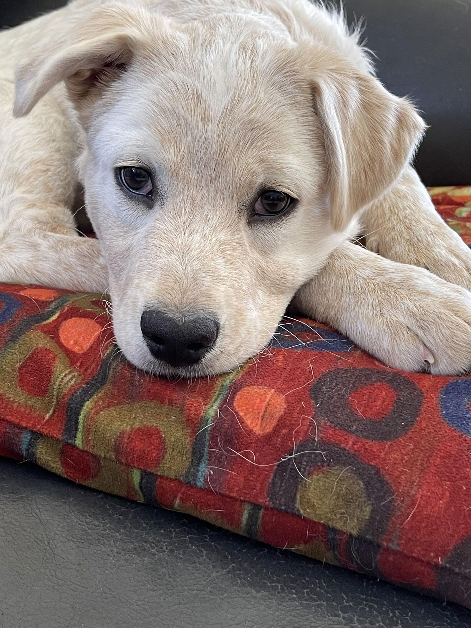 Enlarge Dora, a Adoptable mixed breed in Londonderry, NH image 3/3