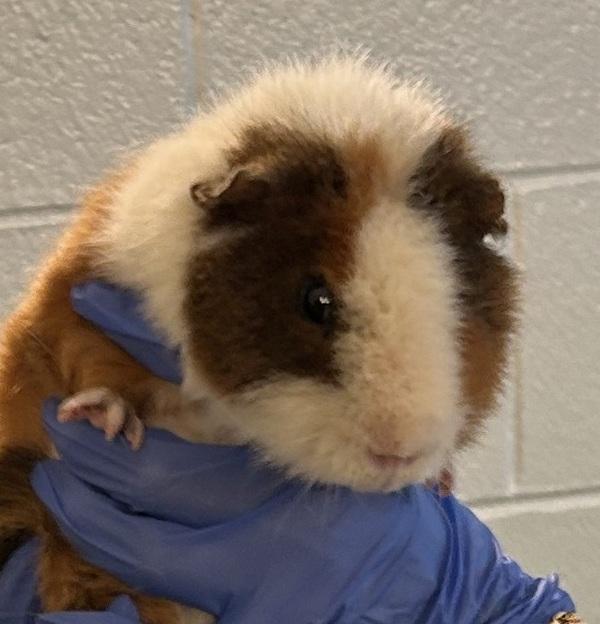 Snowball, Adoptable, Adult Male Guinea Pig.