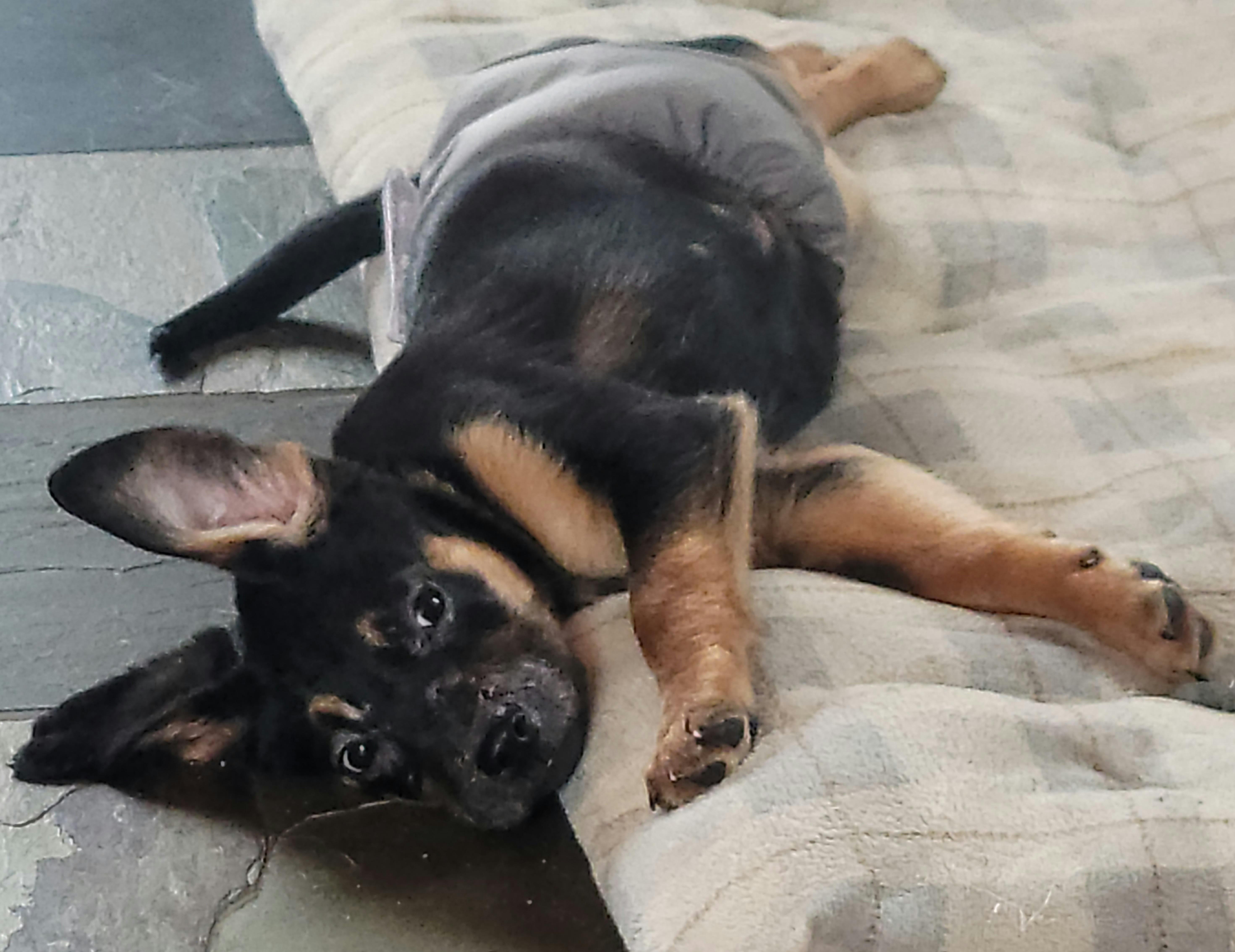 Enlarge Thor, a ADOPTABLE mixed breed in Merrill, WI image 3/5