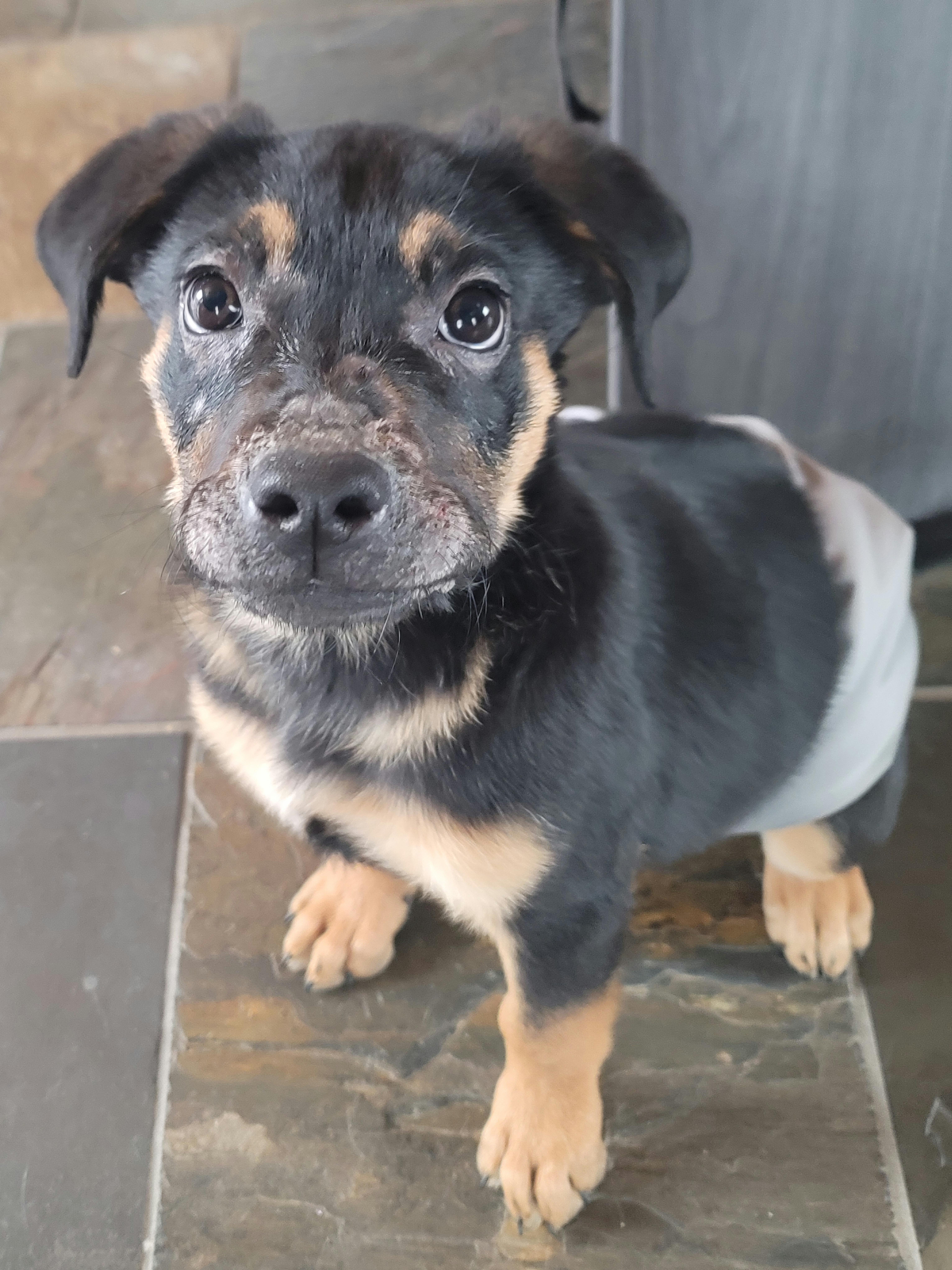 Enlarge Thor, a ADOPTABLE mixed breed in Merrill, WI image 1/5