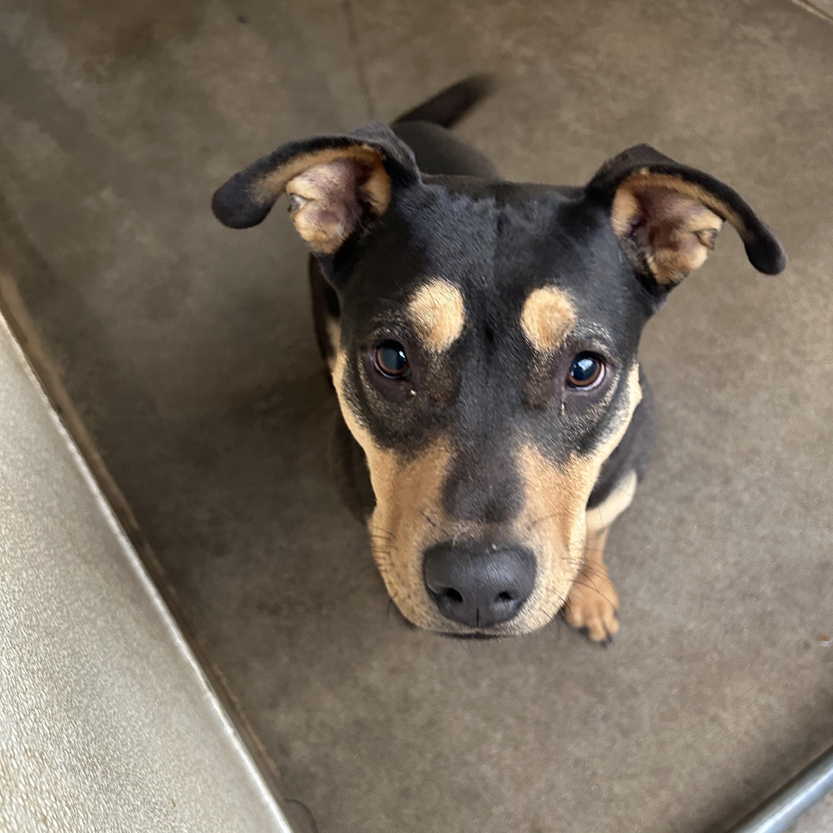 Hampton , a ADOPTABLE mixed breed in Parker, AZ image 1/2