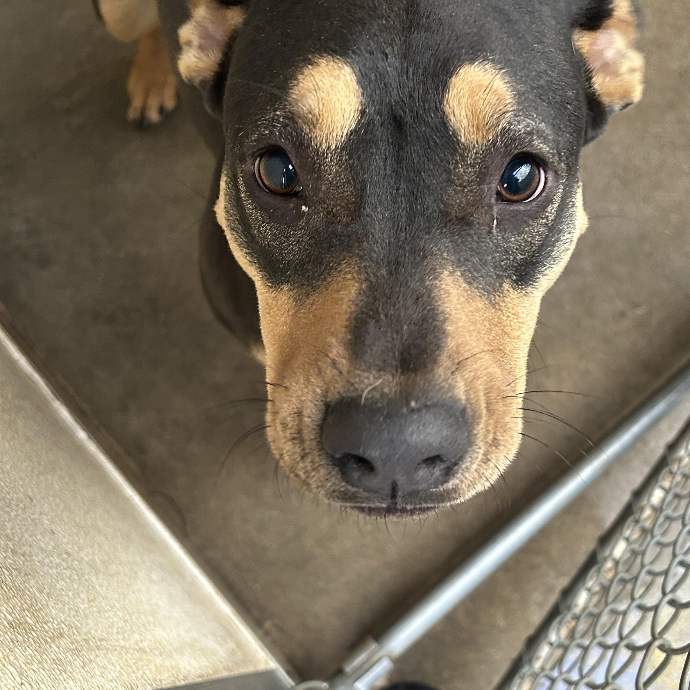 Hampton , a ADOPTABLE mixed breed in Parker, AZ image 2/2