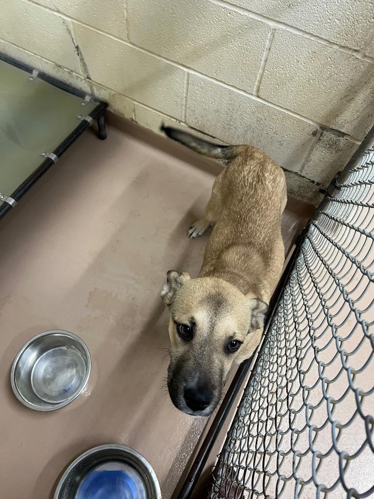 Speedy, Adoptable, Puppy Male Black Mouth Cur.