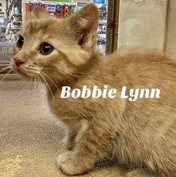 Bobble Lynn, a Adoptable Domestic Short Hair in Owasso, OK image 1/2