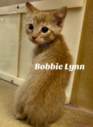 Bobble Lynn, Adoptable, Kitten Female Domestic Short Hair.