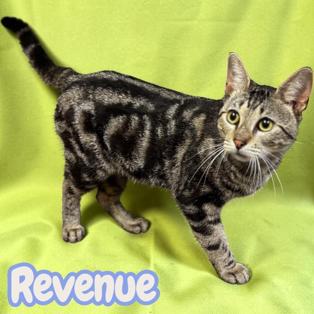 Revenue, Adopted, Young Male Domestic Short Hair.