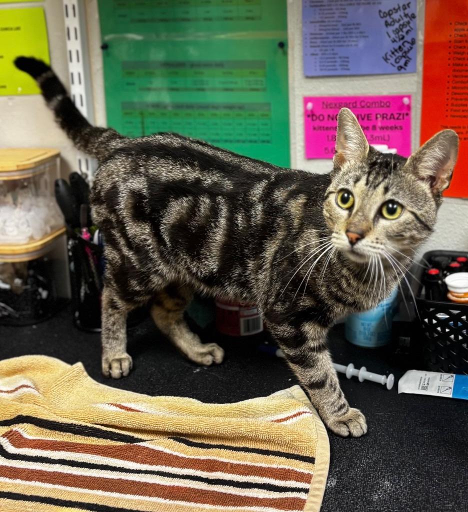 Enlarge Revenue, a Adopted Domestic Short Hair in Sorrento, LA image 2/2