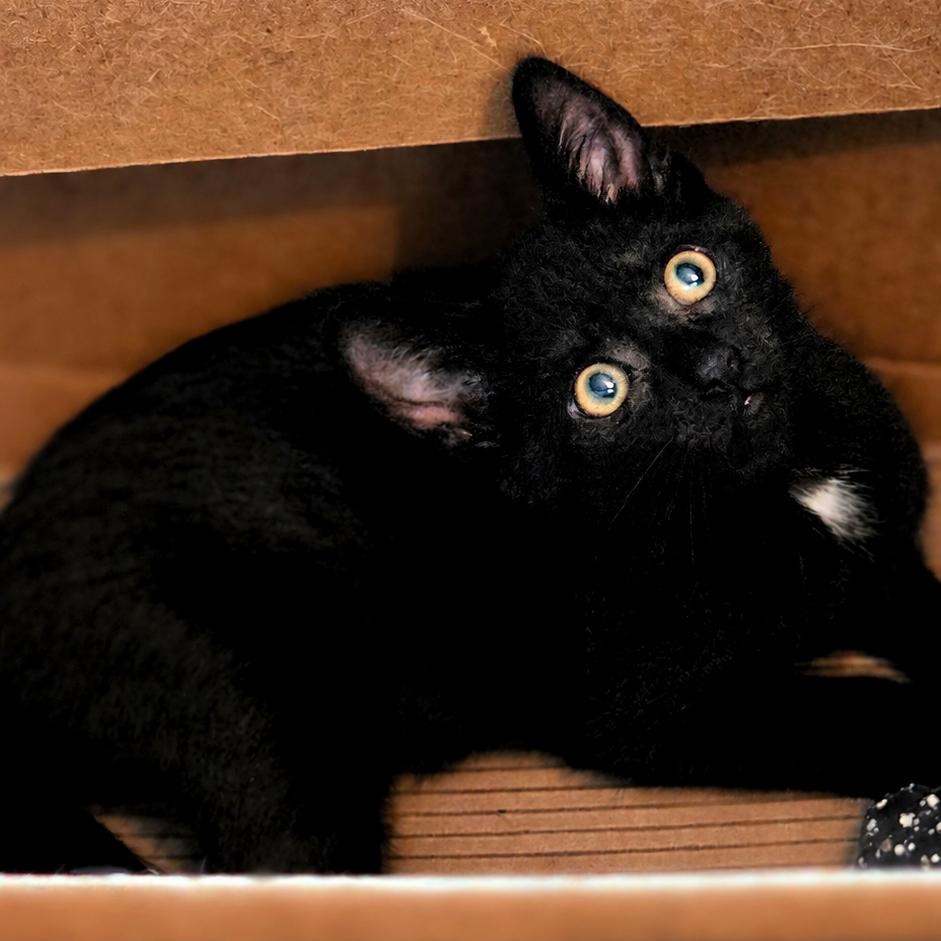 Timber, a ADOPTABLE Domestic Short Hair in West Orange, NJ image 2/3