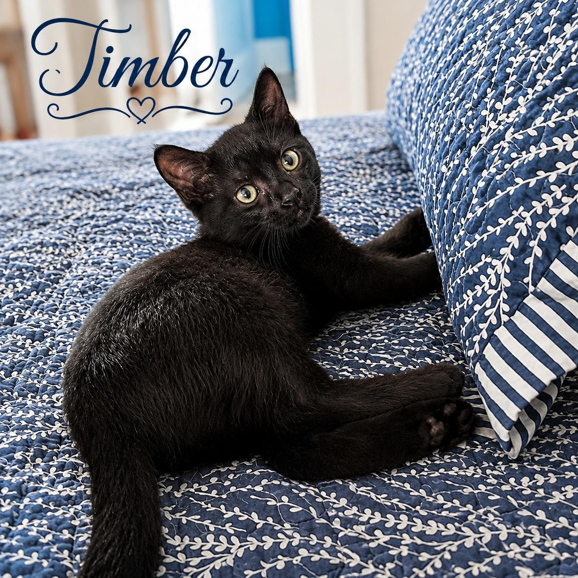Timber, a ADOPTABLE Domestic Short Hair in West Orange, NJ image 1/3