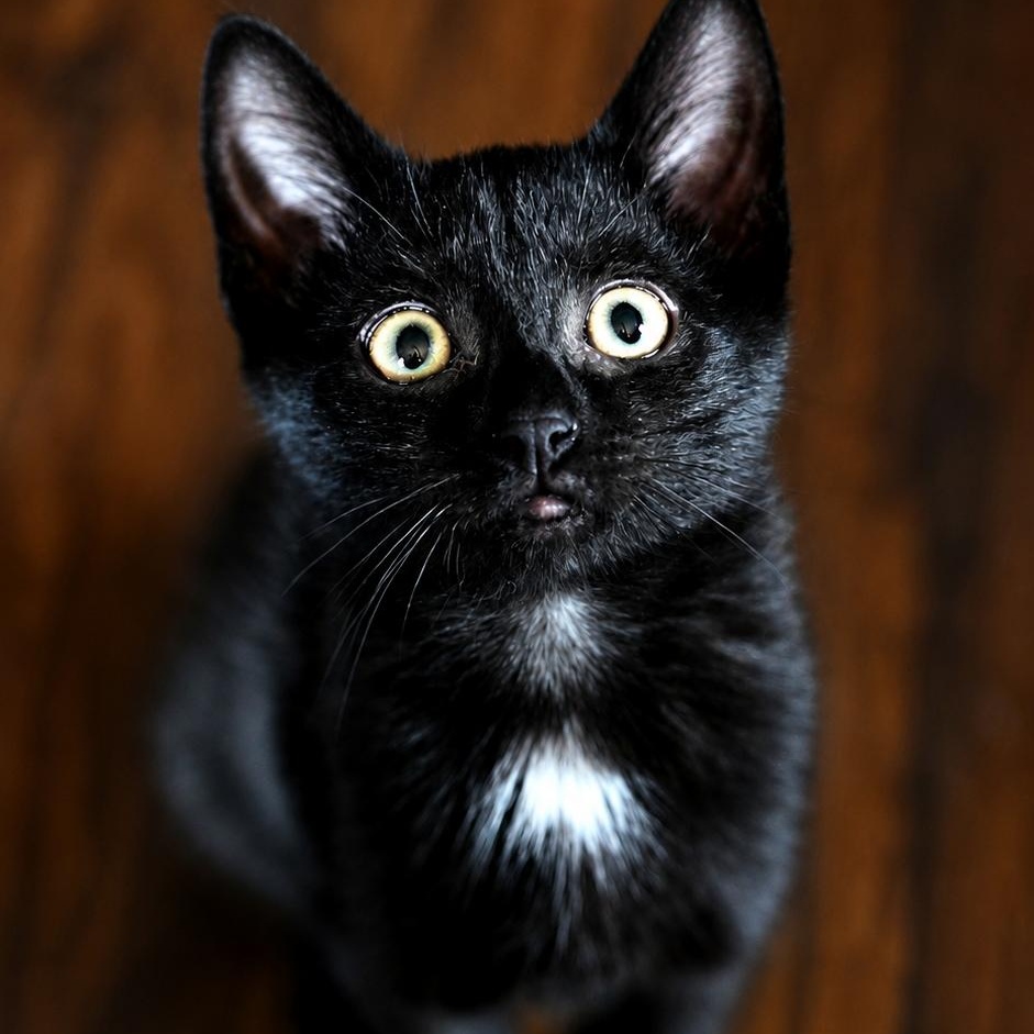 Timber, a ADOPTABLE Domestic Short Hair in West Orange, NJ image 3/3