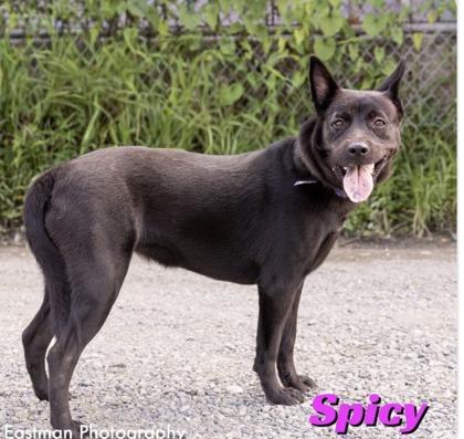 Spicy, Adoptable, Young Female Mixed Breed & Mixed Breed.