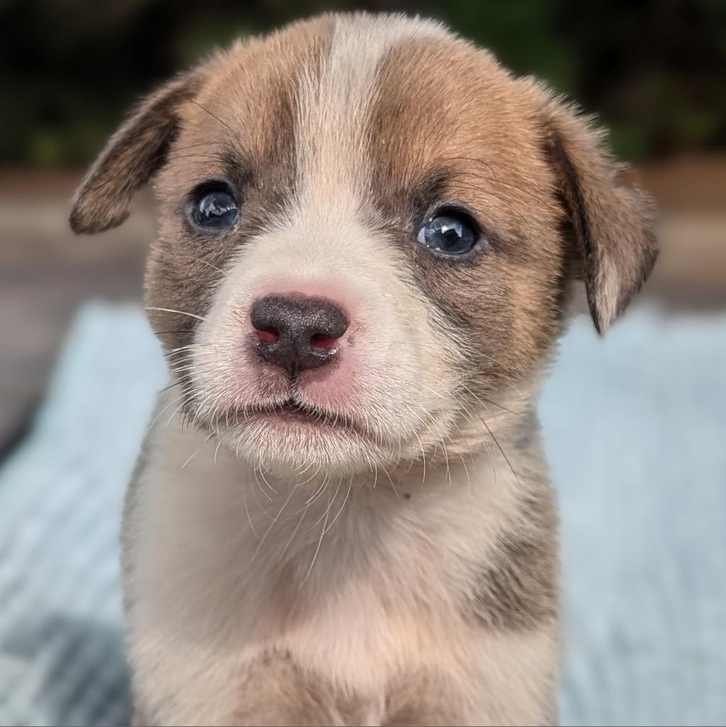 Boo 04-1220, Adoptable, Young Female Collie & Mixed Breed.