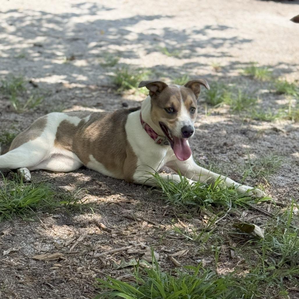 Enlarge Boo 04-1220, a Adoptable mixed breed in Tyrone, GA image 2/6