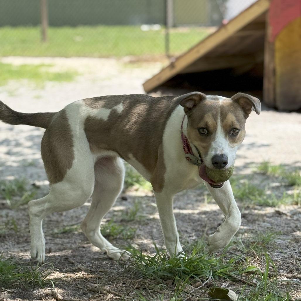 Boo 04-1220, Adoptable, Young Female Collie & Mixed Breed.