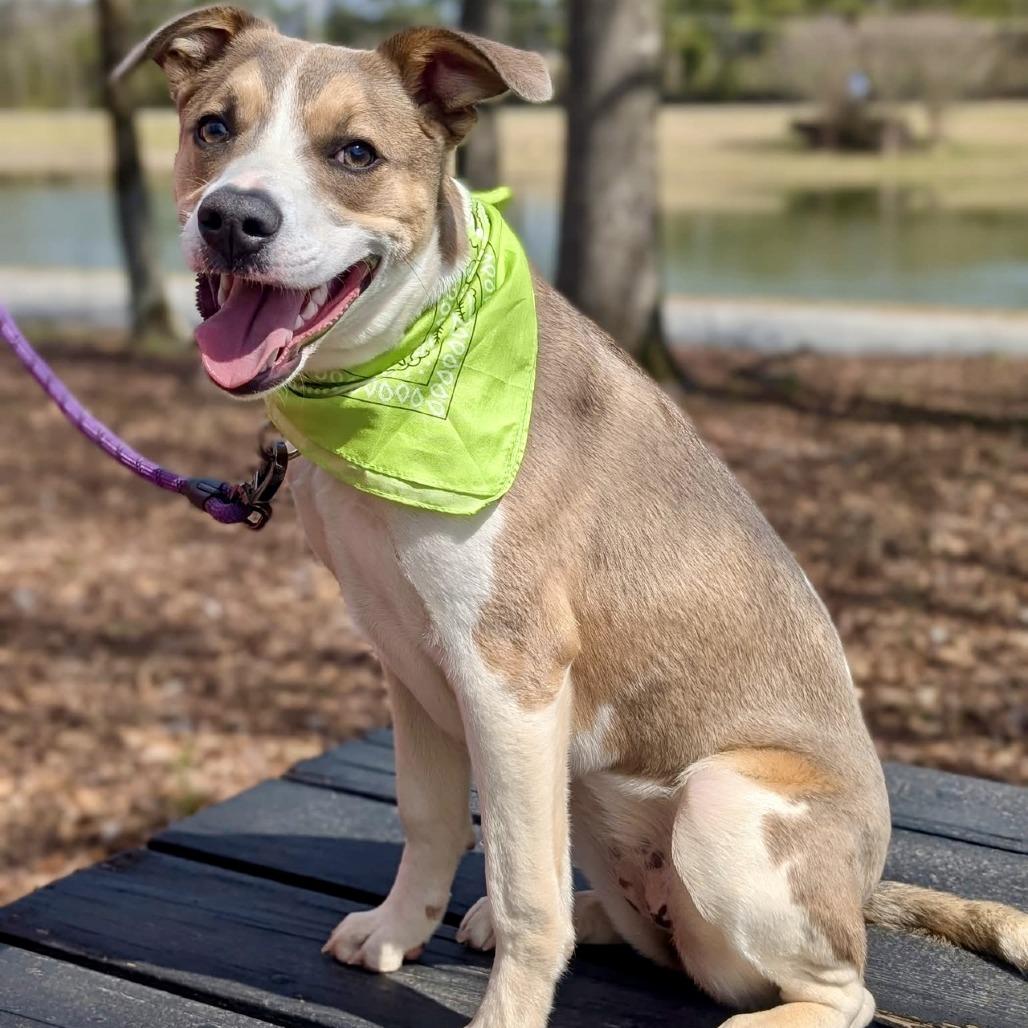 Enlarge Boo 04-1220, a Adoptable mixed breed in Tyrone, GA image 4/6
