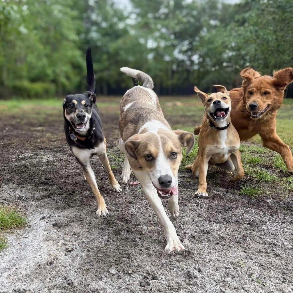 Enlarge Boo 04-1220, a Adoptable mixed breed in Tyrone, GA image 5/6