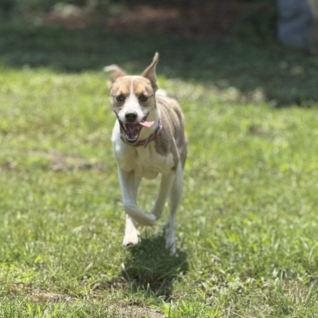 Enlarge Boo 04-1220, a Adoptable mixed breed in Tyrone, GA image 6/6