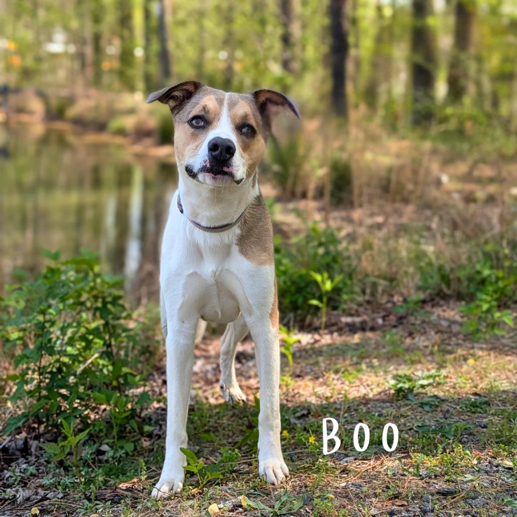 Enlarge Boo 04-1220, a Adoptable mixed breed in Tyrone, GA image 6/6